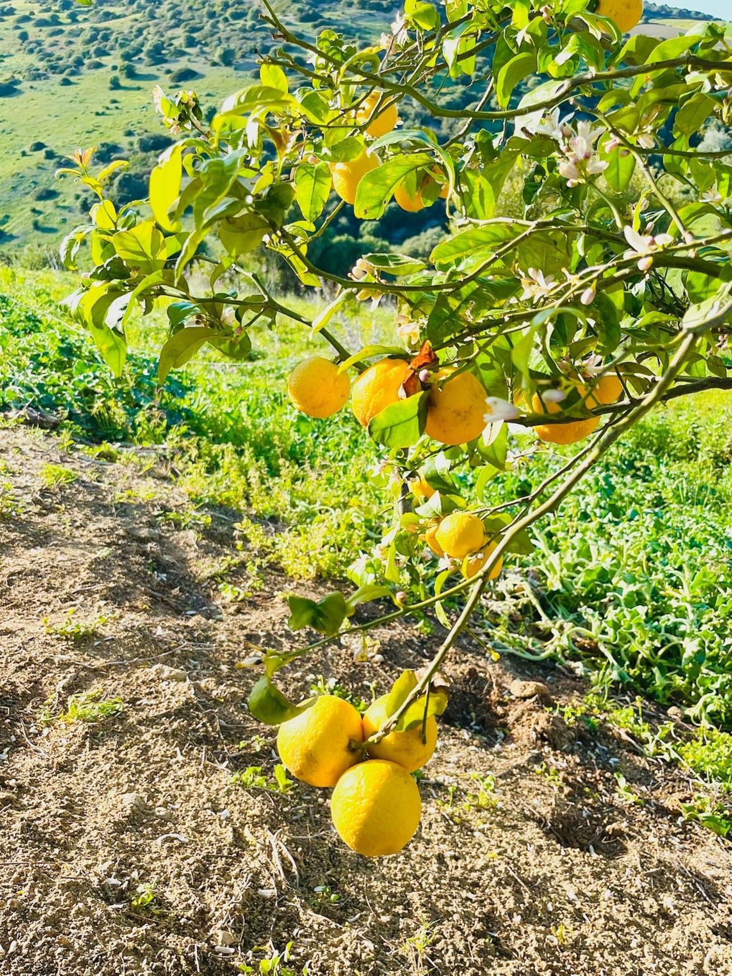 Finca La Vina Vejer de la Frontera Exteriér fotografie