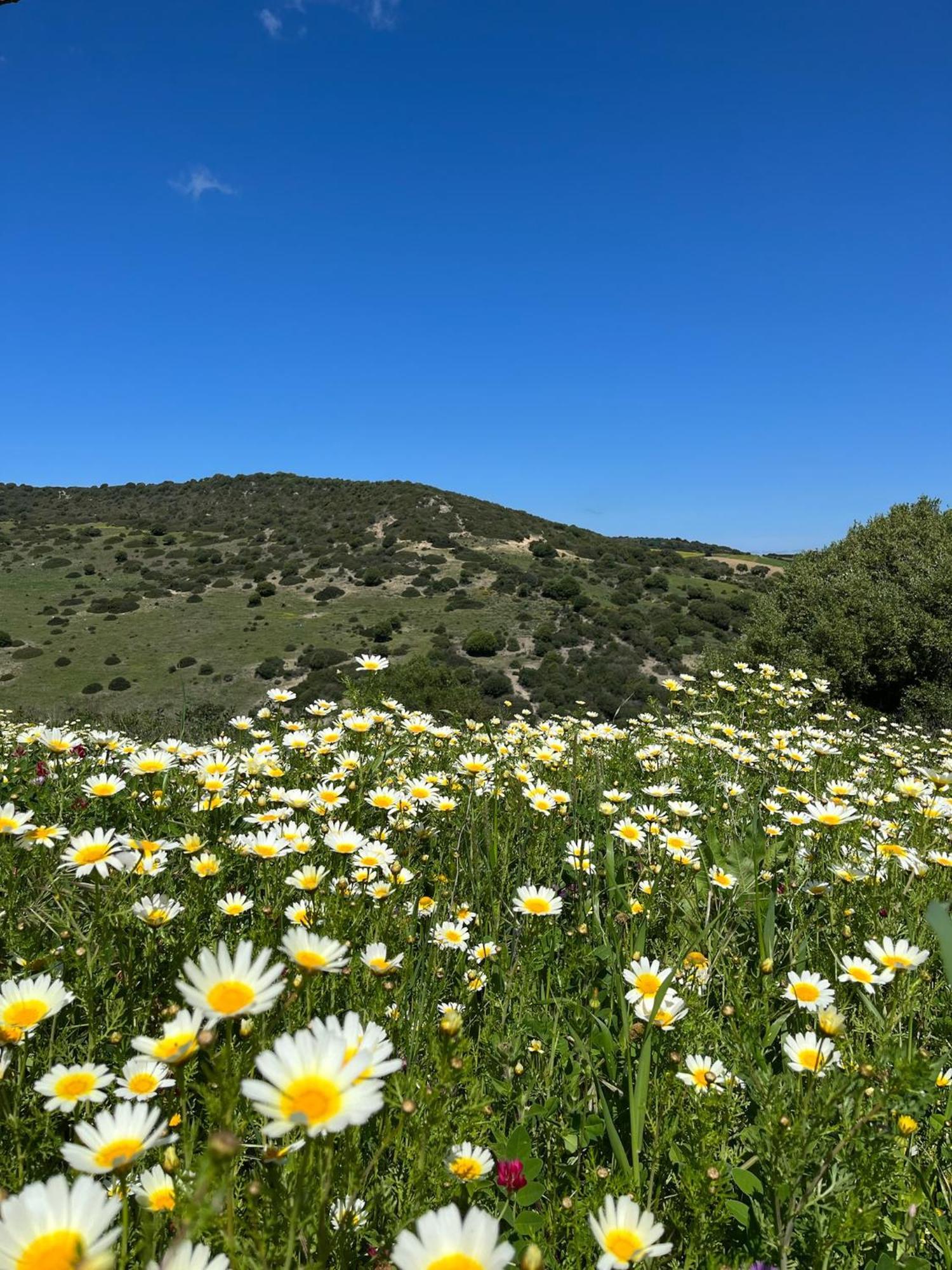 Finca La Vina Vejer de la Frontera Exteriér fotografie